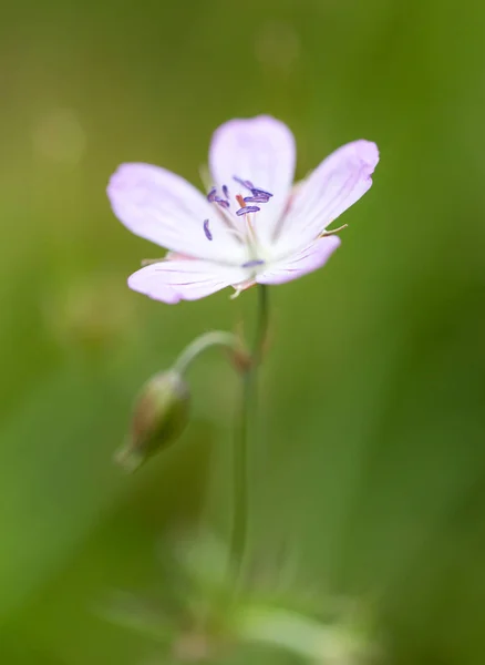 Beautiful purple flower in nature — Stock Photo, Image