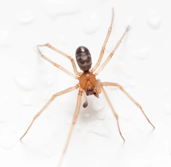 Beyaz arkaplanda su damlaları olan örümcek. — Stok fotoğraf