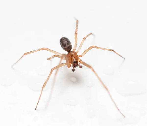 Pavouk na bílém pozadí s kapkami vody — Stock fotografie