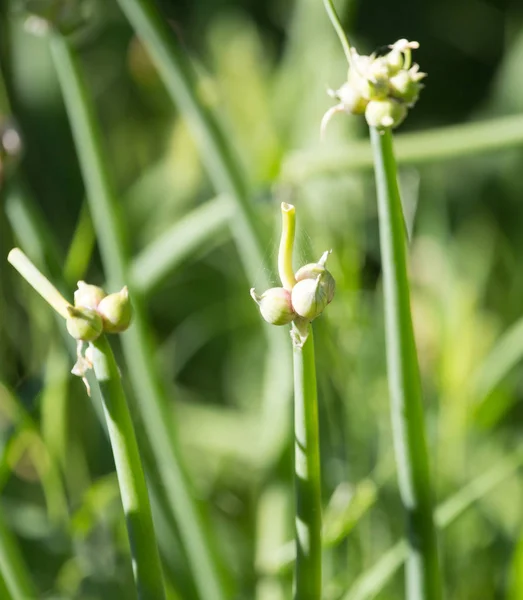 Close up of green onion head blooming at field — Stock Photo, Image