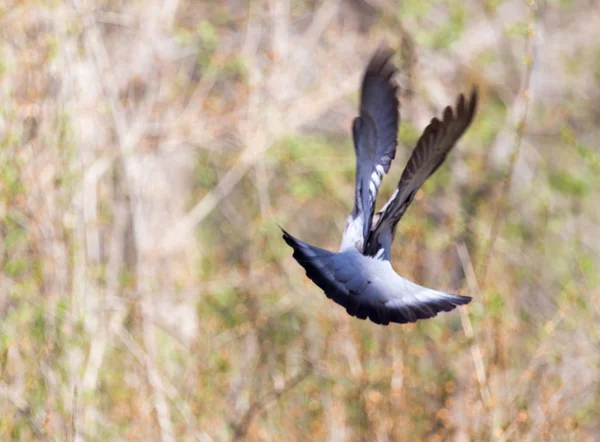 Pomba em voo na natureza — Fotografia de Stock