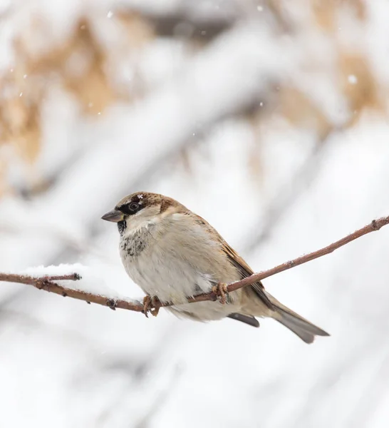 Mus winter aard — Stockfoto