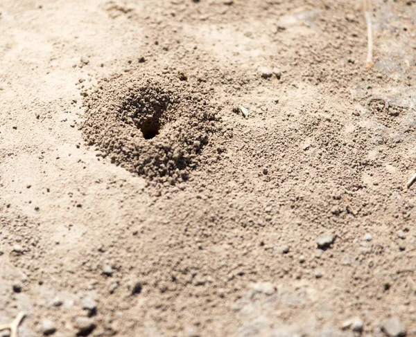 Imagen de primer plano del hormiguero en el suelo —  Fotos de Stock