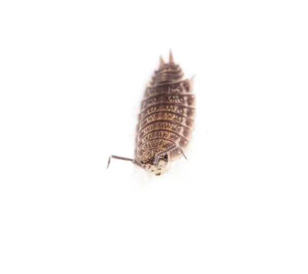 Beetle wood louse isolated on white background — Stock Photo, Image