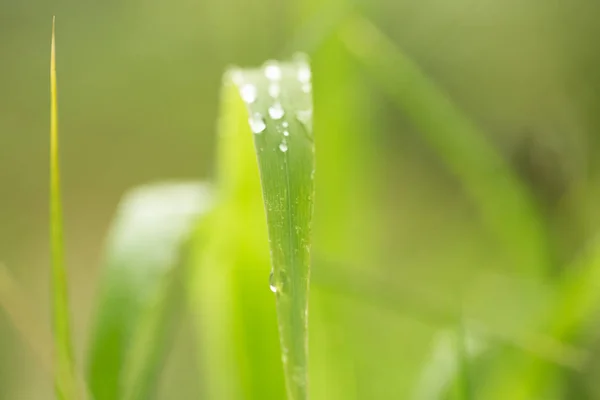 Water druppels op grass in de natuur. macro — Stockfoto