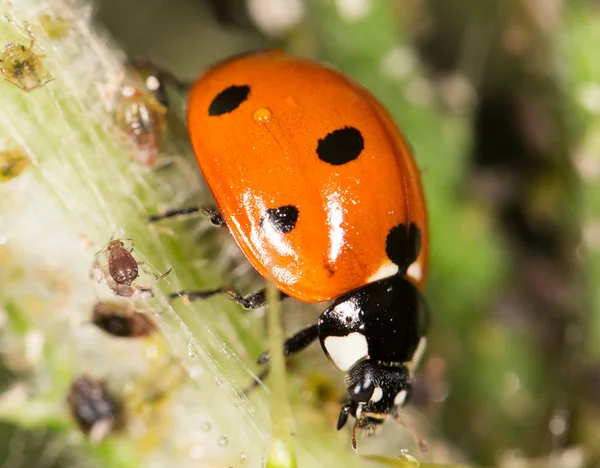 Coccinella sulla natura. vicino — Foto Stock