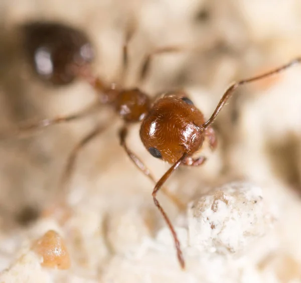 Ant on the ground. Super Macro — Stock Photo, Image