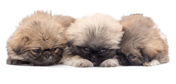 Three beautiful fluffy little puppy on a white background — Stock Photo, Image