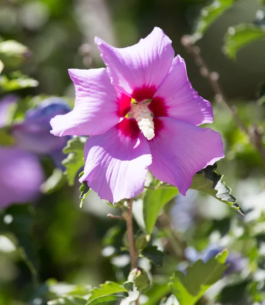 大自然中美丽的紫色花朵 — 图库照片
