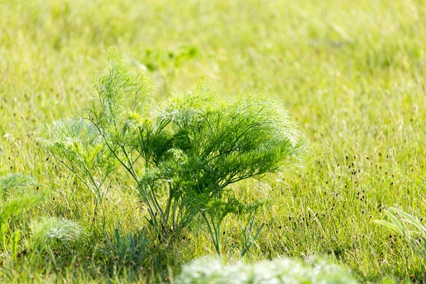 Verde zanahoria tapas en el desierto en la naturaleza — Foto de Stock