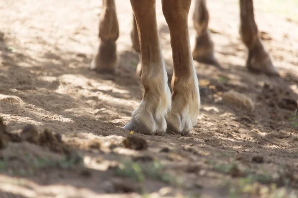 De paarden hoeven — Stockfoto