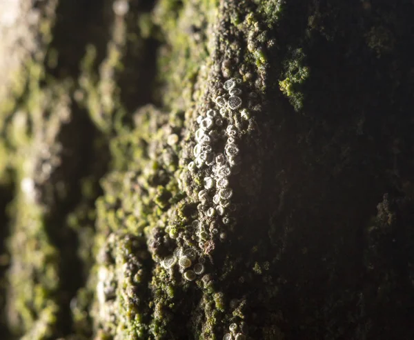 Musgo sobre la naturaleza. primer plano — Foto de Stock