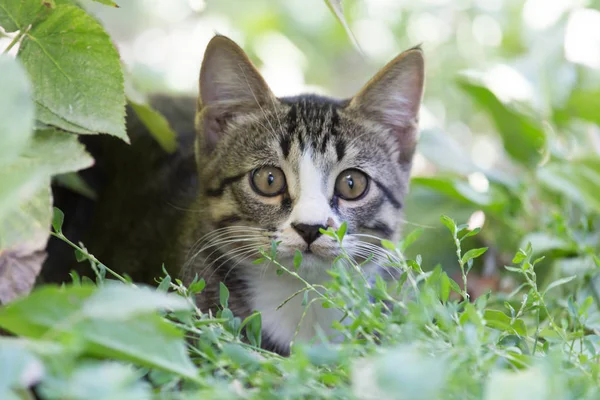 Kat in het gras op de natuur — Stockfoto