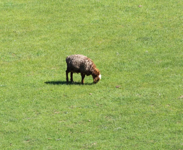 Koyun bir çayır otlatmak — Stok fotoğraf