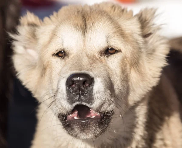 Egy kutya arcképe a természetről — Stock Fotó