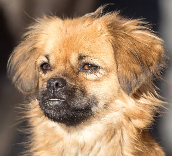 Ritratto di un cane sulla natura — Foto Stock