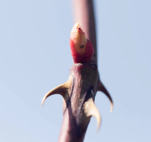 Rote Blätter auf einem Ast im Frühling — Stockfoto