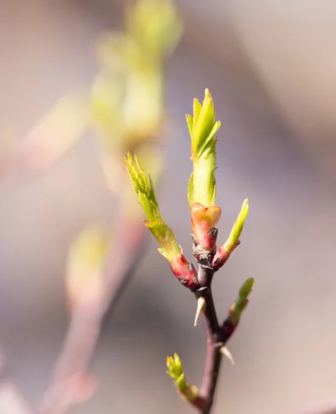 Brote joven en el árbol — Foto de Stock