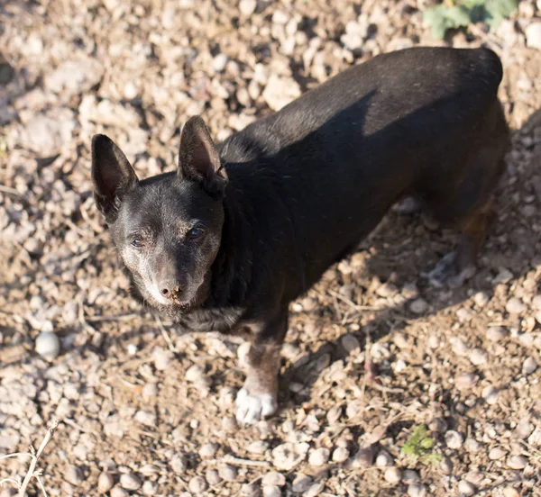 Portret van een zwarte hond op de natuur — Stockfoto