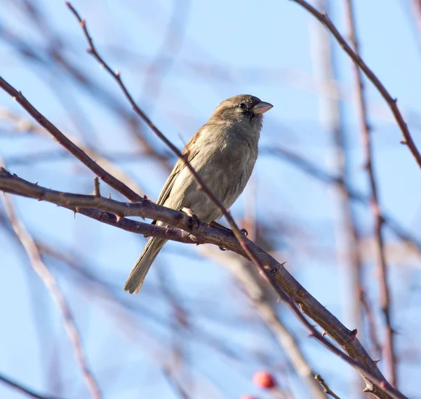 Sparrow on a tree against the blue sky — Stock Photo, Image