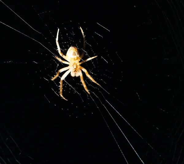 Spin op het web bij nacht — Stockfoto