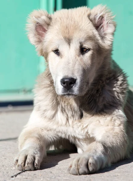 Porträtt Hund Naturen — Stockfoto