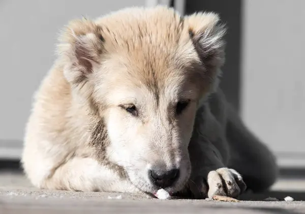 Retrato de un perro sobre la naturaleza — Foto de Stock