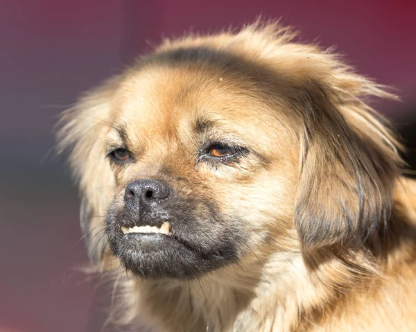 Πορτρέτο ενός σκύλου στη φύση — Φωτογραφία Αρχείου