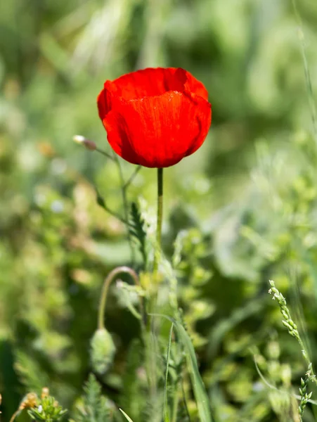 Roter Mohn auf der Natur — Stockfoto