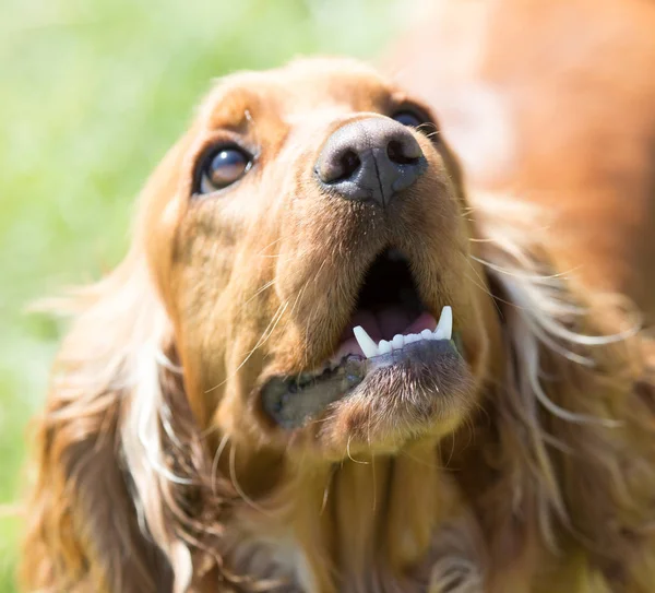 Red dog on the nature — Stock Photo, Image