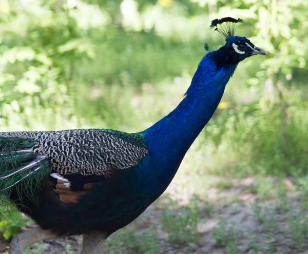 Peacock op aard — Stockfoto