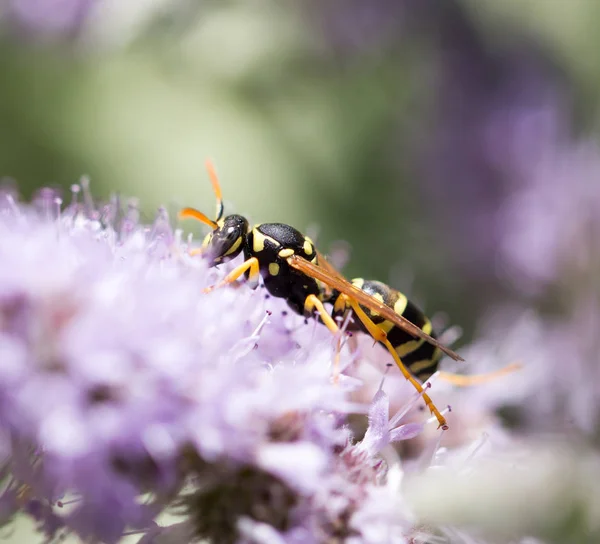 Wespe auf die Natur. Makro — Stockfoto