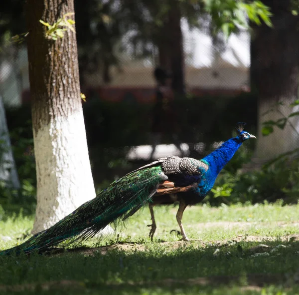 Peacock op aard — Stockfoto