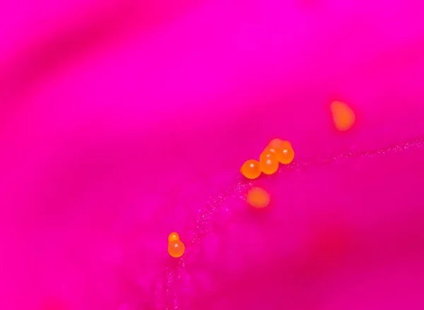 Pólen em flor kpasnom — Fotografia de Stock