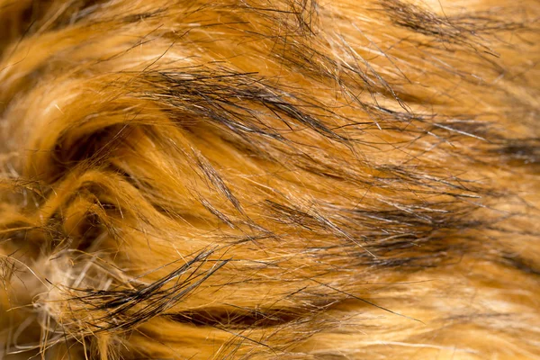 Fur animal as a background. texture — Stock Photo, Image