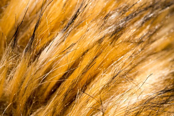 Fur animal as a background. texture — Stock Photo, Image