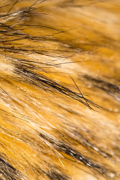 Fur animal as a background. texture — Stock Photo, Image