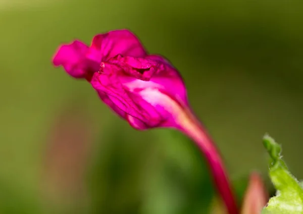 Fleur rouge dans la nature — Photo