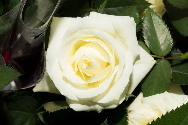 Beautiful white rose — Stock Photo, Image