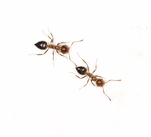 Formigas em uma parede branca. macro — Fotografia de Stock