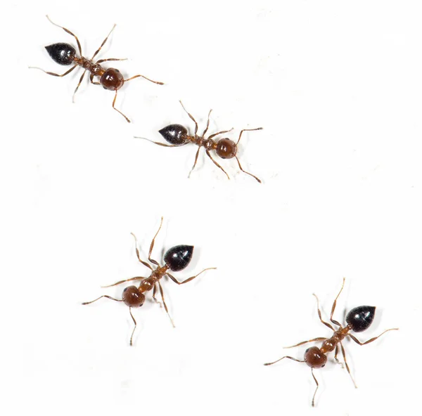Hormigas en una pared blanca. macro — Foto de Stock