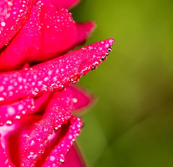 Краплі води на червоній троянді в природі — стокове фото