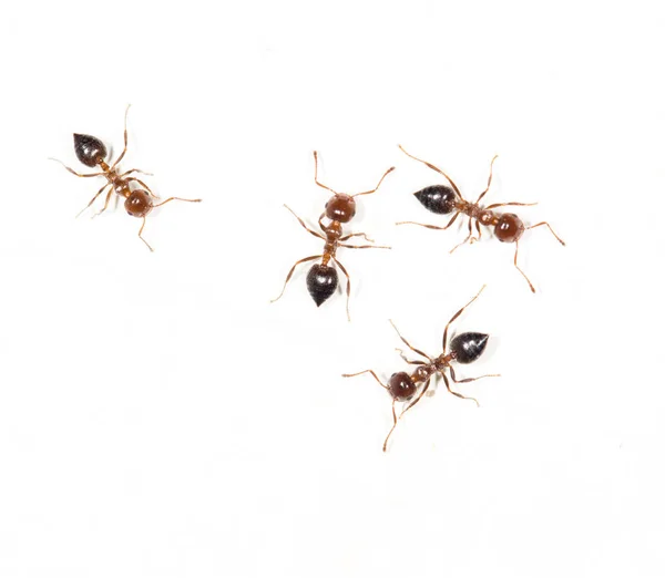 Formigas em uma parede branca. macro — Fotografia de Stock