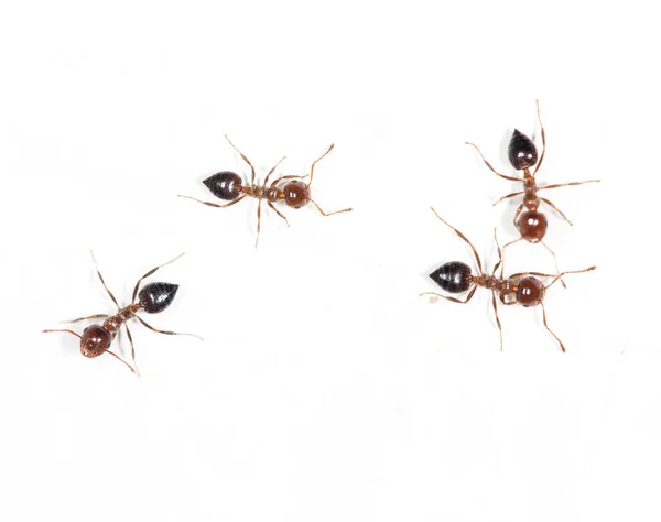 Mieren op een witte muur. macro — Stockfoto