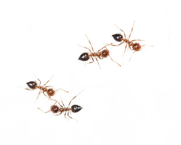 Mieren op een witte muur. macro — Stockfoto