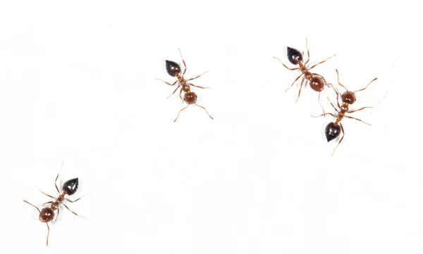 Ameisen an einer weißen Wand. Makro — Stockfoto