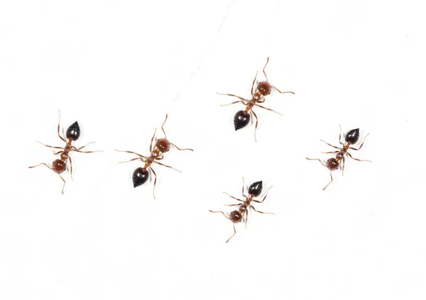 Mrówki na białej ścianie. makro — Zdjęcie stockowe