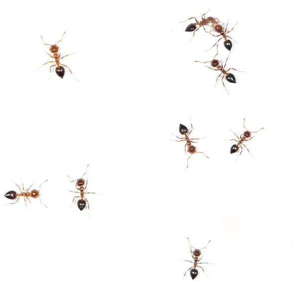 Hormigas en una pared blanca. macro — Foto de Stock