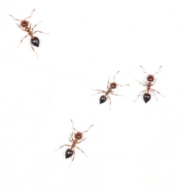 Karıncalar üzerinde beyaz bir duvar. Makro