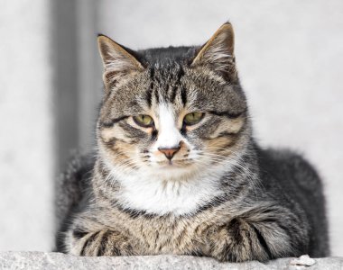 Bir kedi doğa portresi